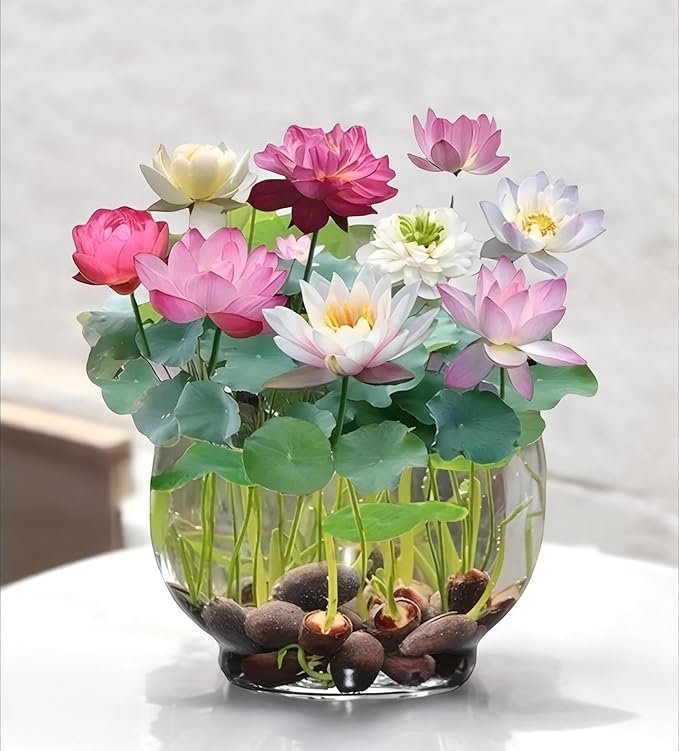 Amulya Farms Lotus Flower Seeds for Home Garden Pack of 20, 100% IMPORTED Japanese Mix Colour, Original Rainbow Seeds for Plant in Water, Summer Plants for Gardening