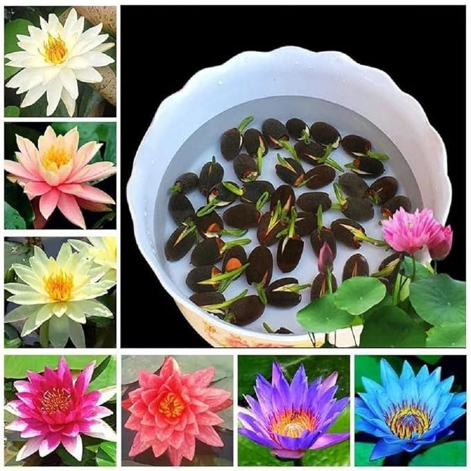 Amulya Farms Lotus Flower Seeds for Home Garden Pack of 20, 100% IMPORTED Japanese Mix Colour, Original Rainbow Seeds for Plant in Water, Summer Plants for Gardening